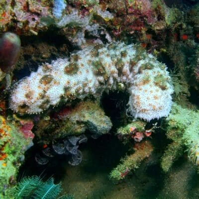 A sea cucumber clinging to a colorful coral reef