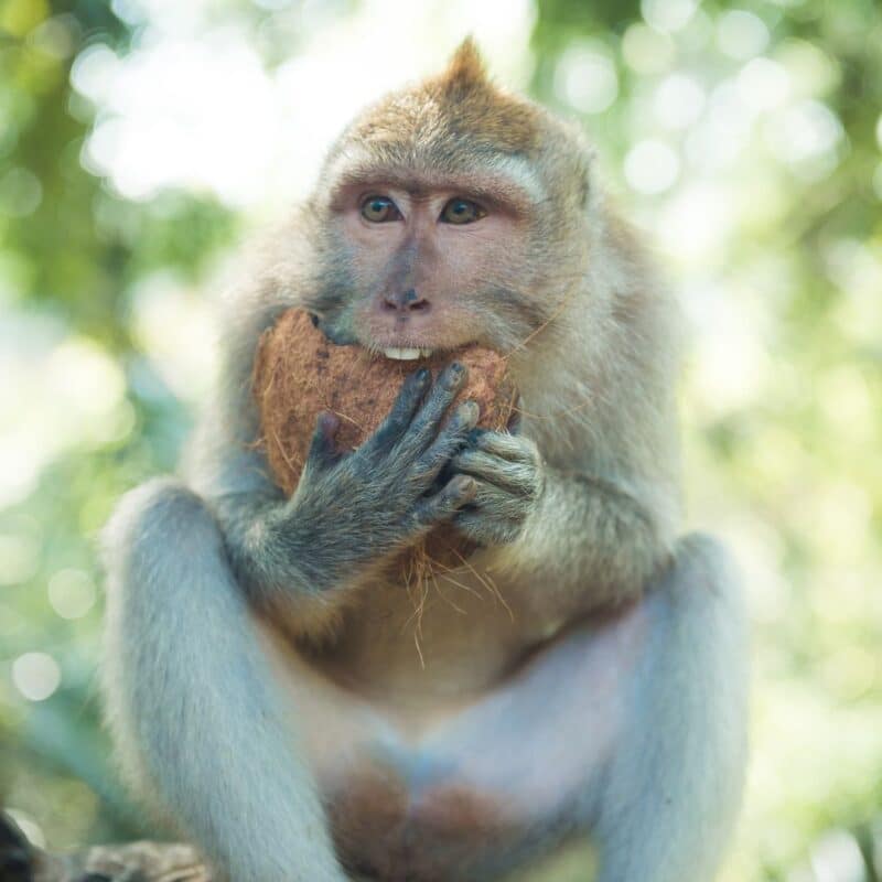 A macaque monkey holds a coconut in its hands in a forest setting