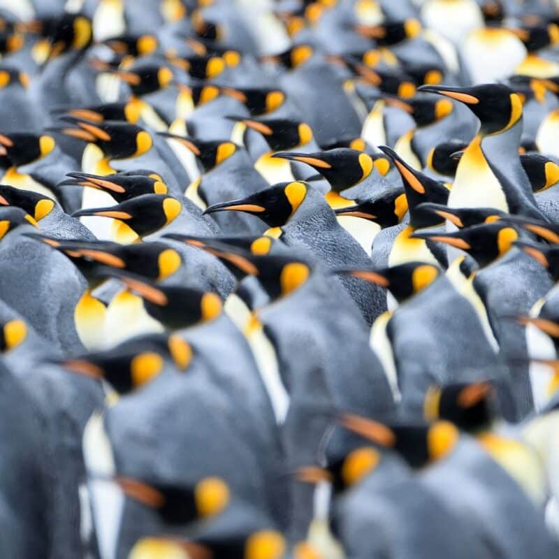 A large waddle of king penguins standing close together on land