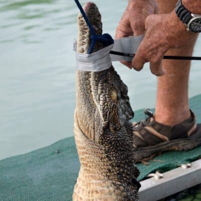 A person using duct tape to secure the mouth of a large saltwater crocodile
