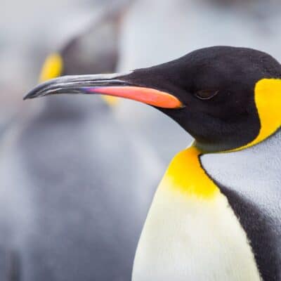 Close-up of a king penguin with distinctive black, orange, and yellow markings