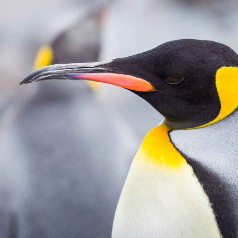 Close-up of a king penguin with distinctive black, orange, and yellow markings