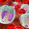 immune cells and red blood cells