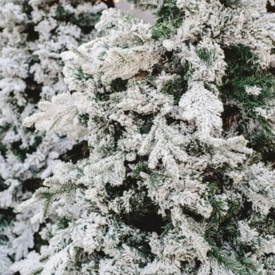 Close-up of Christmas trees covered in artificial snow