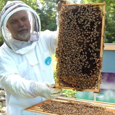 Beekeeper in protective gear holding a frame covered in bees