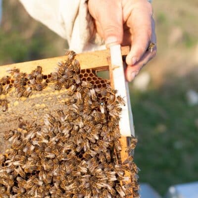 Beekeeper holding a wooden hive frame covered in bees