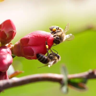 Two bees on a pink flower bud against a blurred green background