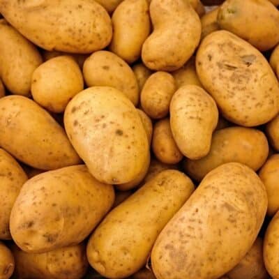 Pile of unwashed brown potatoes closely stacked together