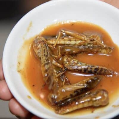 Bowl of soup containing whole locusts in a reddish-brown broth