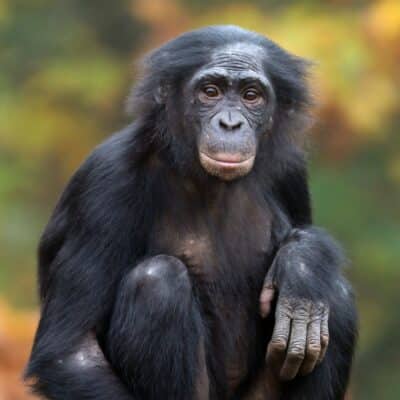Brian the Bonobo sitting calmly with a pensive expression