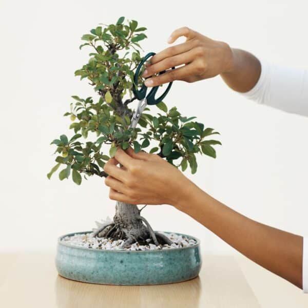 Person trimming a bonsai tree in a ceramic pot with scissors