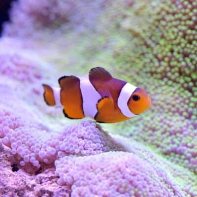 Clownfish swimming among purple and green sea anemone