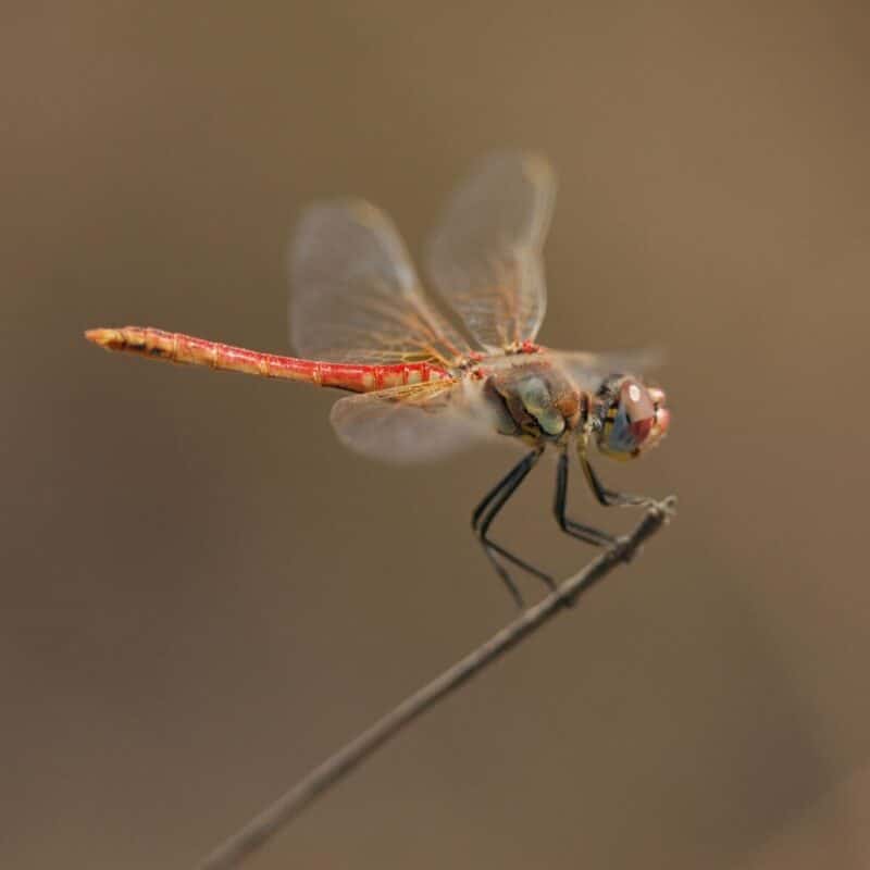 Close-up of a dragonfly perched on a thin twig