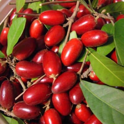 Cluster of red Miracle Berries with green leaves on branches