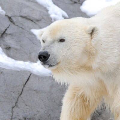 Polar bear walking on snowy rocky terrain