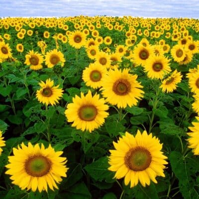 A field filled with blooming sunflowers under a blue sky