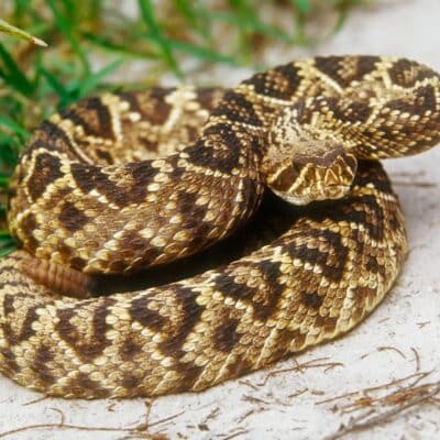 Coiled rattlesnake resting on sandy ground next to grass