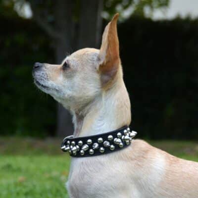 Small dog wearing a black leather spiked collar outdoors