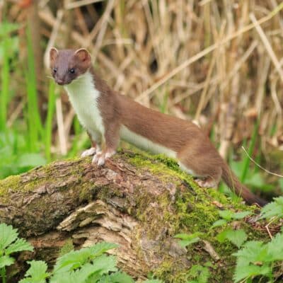 Stoat standing on a mossy log in the forest