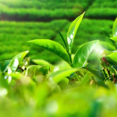 Close-up of tea plant leaves in a lush green tea field
