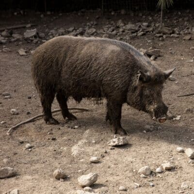 Feral hog standing on dry, rocky ground near a fence