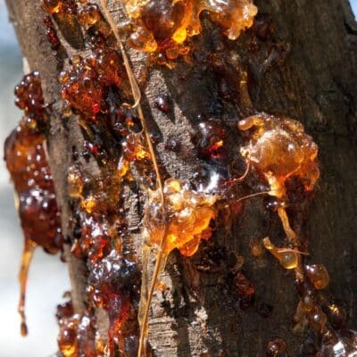 Tree bark with glossy amber sap oozing out