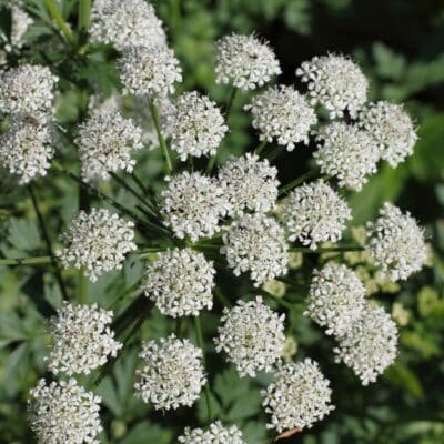 Clusters of white water dropwort flowers with green leafy background