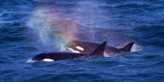 19 Facts About Orcas That Put the “Kill” in Killer Whale