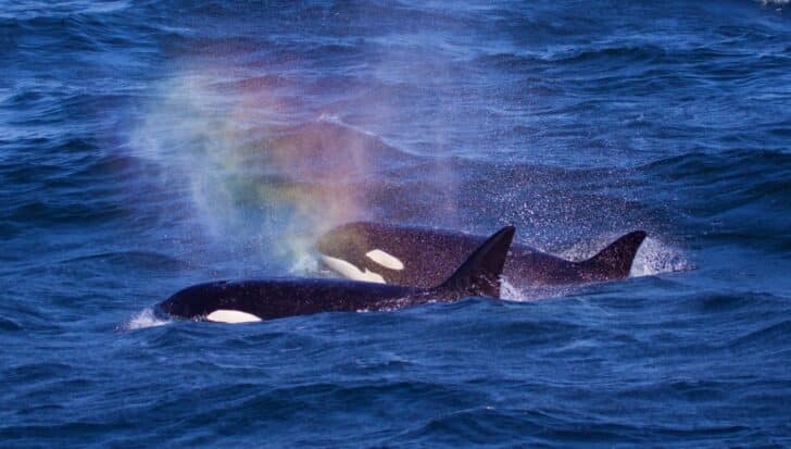 Two orcas swimming in the ocean with a rainbow effect in the water spray