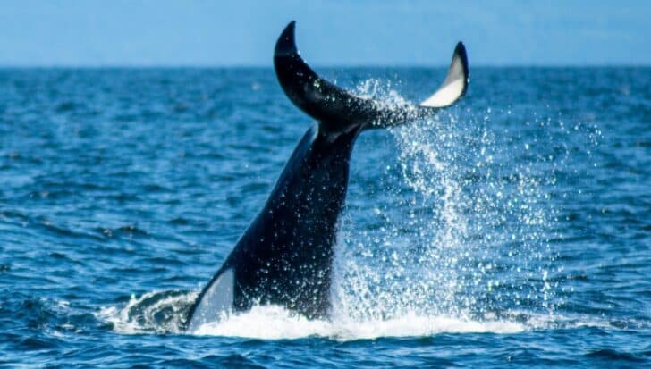 Orca tail splashing water in the ocean