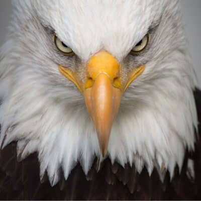 Close-up of a bald eagle's intense eyes and sharp beak