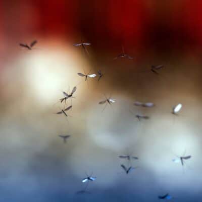 Group of mosquitoes flying against a blurred background
