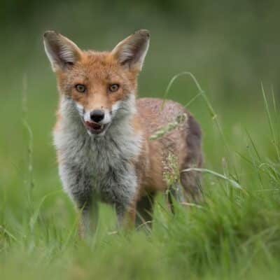 Red fox standing alert in tall green grass
