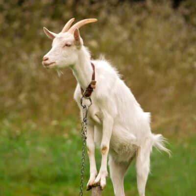 White billy goat with horns standing on a wooden post, chained by the neck