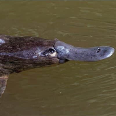 Platypus swimming in murky water, showing its bill and fur-covered body