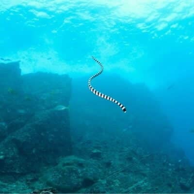 Sea snake swimming near underwater rocks with fish nearby