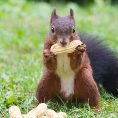 Squirrel holding a large peanut while standing on grass