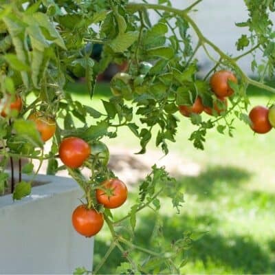 Ripe and unripe tomatoes growing on a leafy vine outdoors