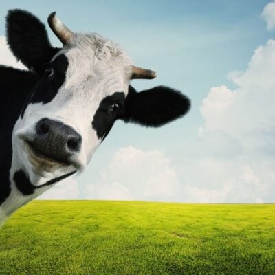Curious black and white cow peeking into frame over grassy field