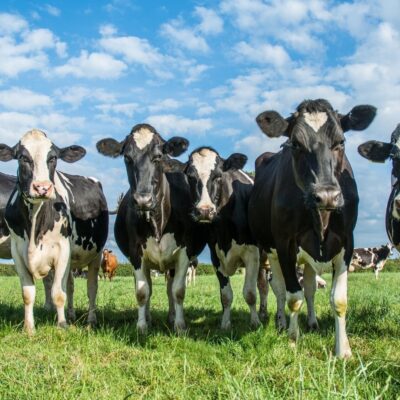 Group of black and white cows standing on green grass under blue sky