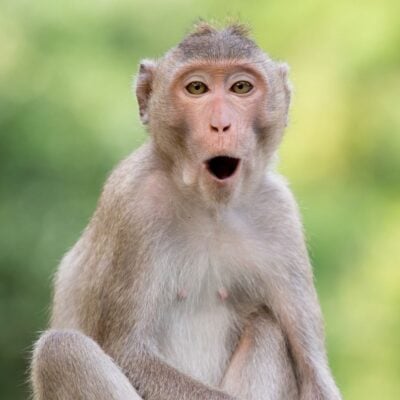 Macaque monkey with mouth open against a blurred green background