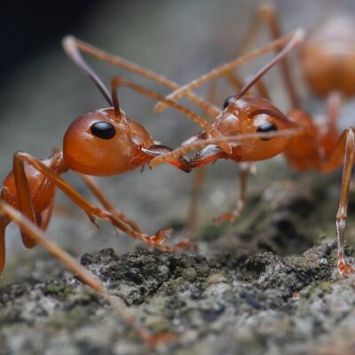 Two ants touching mouths on a rough surface
