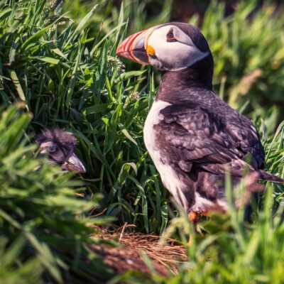 Adult puffin stands on grass beside a puffling hiding in foliage
