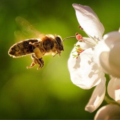 Bee hovering near a white flower collecting pollen