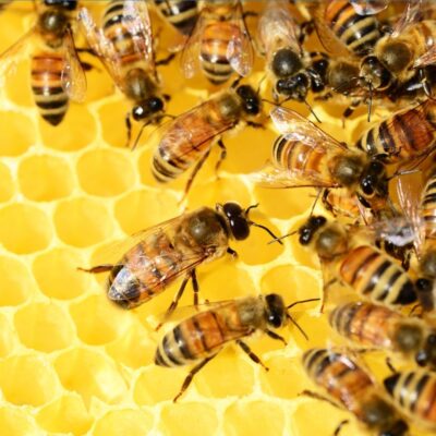Group of honeybees crawling on bright yellow honeycomb