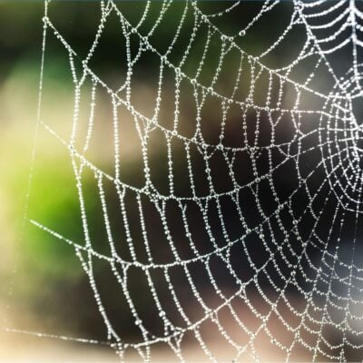 Spiderweb covered in dew drops against a blurred background