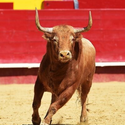 Brown bull charging forward in a bullfighting arena