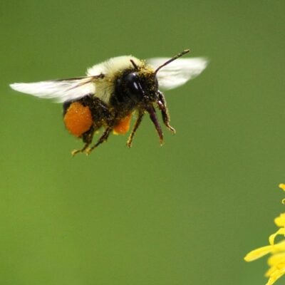 Bumblebee in flight near a yellow flower with pollen on its legs