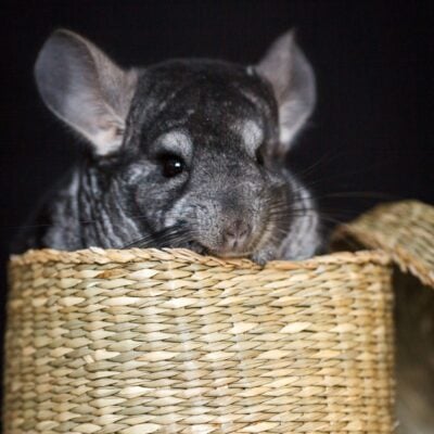 Gray chinchilla peeking out of a woven basket