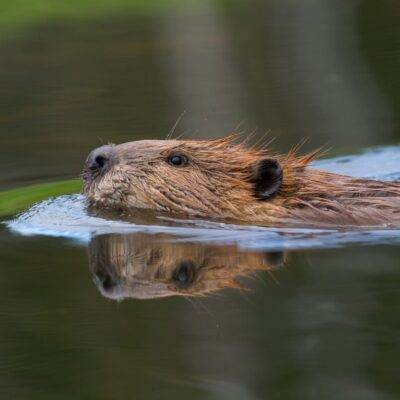 Beaver swimming in calm water with reflection visible